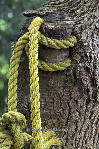 yellow rope in tree graphic